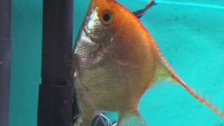 EXTREME CLOSEUP Angelfish laying eggs Pt2 [upl. by Ayerdna541]