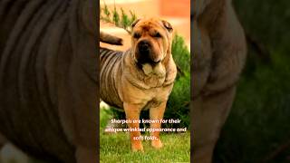 The Obvious Feature of the SharPei Dog [upl. by Ynotna]