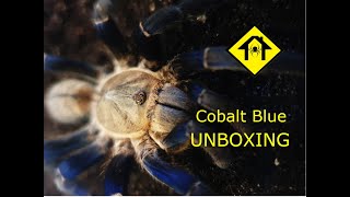 THE MOST AGGRESSIVE SPIDER IN MY COLLECTION cobalt blue [upl. by Dace941]