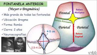Fontanelas [upl. by Oinimreh]