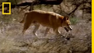 Kangaroo vs Dingo  National Geographic [upl. by Riggins]