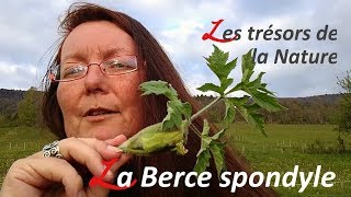 🍀 La Berce  Plantes Sauvages Comestibles [upl. by Emolas]