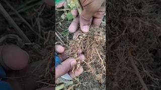 Root nodules  Nitrogenous fertilizer [upl. by Einahpad]