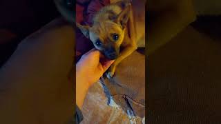 Cuddly Dog pet love animal dog viralvideo shorts petlover [upl. by Leah]