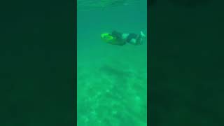 Seabob snorkeling in Jamaica beautiful beach seabob jamaica fyp [upl. by Heywood72]