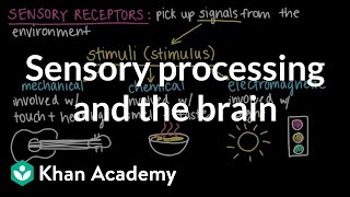 Sensory processing and the brain  Cells and organisms  Middle school biology  Khan Academy [upl. by Rimaj221]