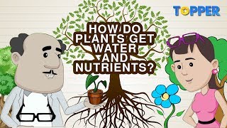 Transportation of Water and Nutrients in Plants  Xylem and Phloem Class 7th Biology [upl. by Einobe]