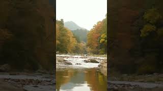 Autumn river sounds autumn river [upl. by Alfie]