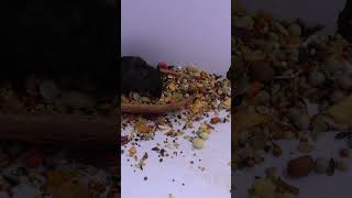 CATS TV  Catching REAL Mouse 🐭 HD Game for cats to watch [upl. by Retluoc728]