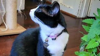 Cats Catnip Politics 🙂💕 cats catslife cutecats catnip catvideos [upl. by Anaihk]