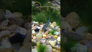 These Fishy Friends Love Pesky Snacks aquarium fish snail pets pet [upl. by Amory385]