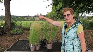 How To Build A Grasses Only Garden Border [upl. by Faden]