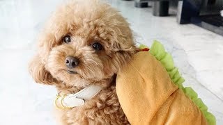 Toy Poodle  Funny Poodles  Poodle Puppy  Cute Poodle – Poodle Video Compilation 1 [upl. by Orwin]