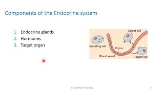 Introduction to endocrine system Lecture 1 part 1 DR HUSSAM RASHED [upl. by Bohner]