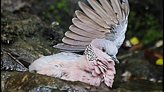 Here is the Dove with open wings 😉🌞 [upl. by Derwon]