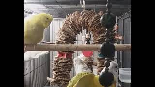 cute black and white budgie playing on his swing [upl. by Skardol99]