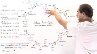 Overview of Citric Acid Cycle [upl. by Yrehcaz]