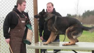 Training the guard excersise quotBark and Holdquot [upl. by Ferne640]