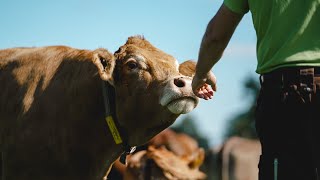 So geht Fleisch essen mit gutem Gewissen [upl. by Beutler781]