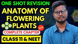 Anatomy of Flowering Plants One Shot Tamil  NEET Biology Tamil [upl. by Flaherty]