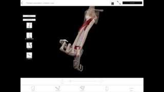 LearnVisible Body  Forearm Pronation and Supination [upl. by Snoddy]