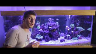 Part 2 Controlling phosphates In A Reef Aquarium [upl. by Ystap398]