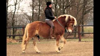 PICTURES Haflinger Shilas and Eva Roemaat  training [upl. by Birecree333]