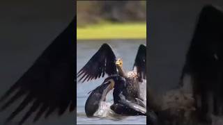 The great cormorant catches fish underwater amp swallows its prey whole mergansers shorts viral [upl. by Benildas]