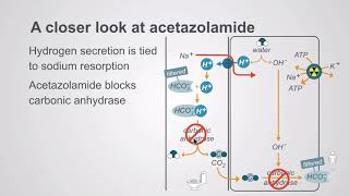 Acetazolamide and the potassium sparing diuretics [upl. by Redfield]