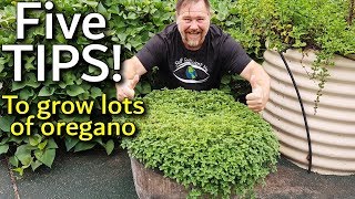 5 Tips How to Grow a Ton of Oregano in Containers [upl. by Alyehc]