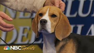 National Dog Show 2023 Hound Group Full Judging  NBC Sports [upl. by Anitsyrhk]