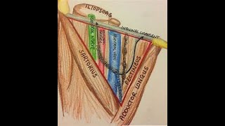 Femoral Triangle Anatomy [upl. by Akierdna]