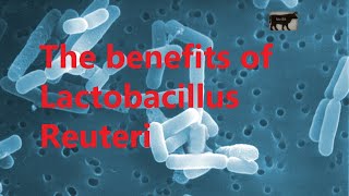 The benefits of Lactobacillus Reuteri [upl. by Fougere857]