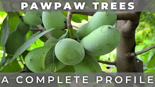 The Pawpaw Tree  A Complete Profile [upl. by Hansel]