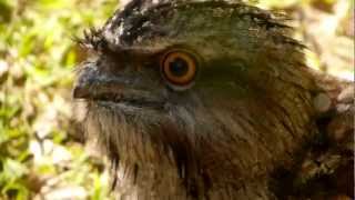 Tawny Frogmouth Podargus strigoides  Eulenschwalm 1 [upl. by Dracir]