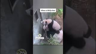 2 má con dể thương quá gấutrúc panda [upl. by Gardell426]