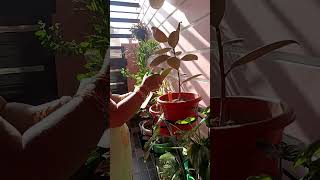 indoor garden morning views shivering plant YouTube short [upl. by Karlis]