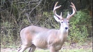 Scouting for DEER in the Swamps of SOUTH Louisiana [upl. by Michal845]