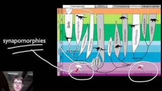 Phylogenetics [upl. by Emorej]