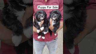 Male Female Lhasa Puppy Sale in Ranchi Jamshedpur  Pets Shop in Ranchi pets lhasapuppy shorts [upl. by Viviane]