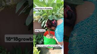 How to reportPlantin Growbag gardening terracegardening garden [upl. by Llenyl]