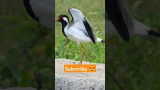 Red Wattled Lapwing 😍 shorts factsinhindi facts factshorts dadajifacts lapwing birds wattles [upl. by Ahcsim2]