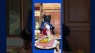 quotThe Barking Chef is Ready to Servequot asmr pets cooking shortsviral [upl. by Anibla]