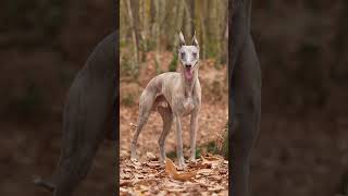 The Most Beautiful Whippet dog dogtraining [upl. by Direj656]