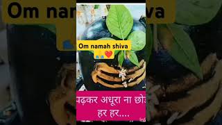 devonkedevmahadevsongs mahadevkedeewane har mahadevkedeewana explore love newmahadev 4k [upl. by Catina]