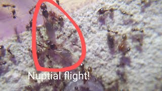 pheidole megacephala nuptial flight [upl. by Eseilana]