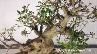 Pruning of Satsuki Azalea Bonsai quotKOMEIquot 皐月盆栽 晃明 [upl. by Haropizt]