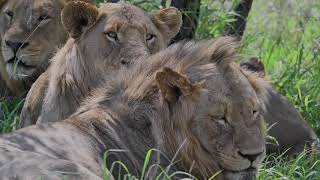 4 Young Mbiri Male Lions back in the Manyeleti [upl. by Mcloughlin228]