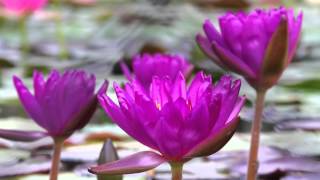 San Angelo Scenery Water Lily Display at Civic League Park [upl. by Ginnie220]