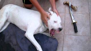 dogo argentino attack [upl. by Amati]